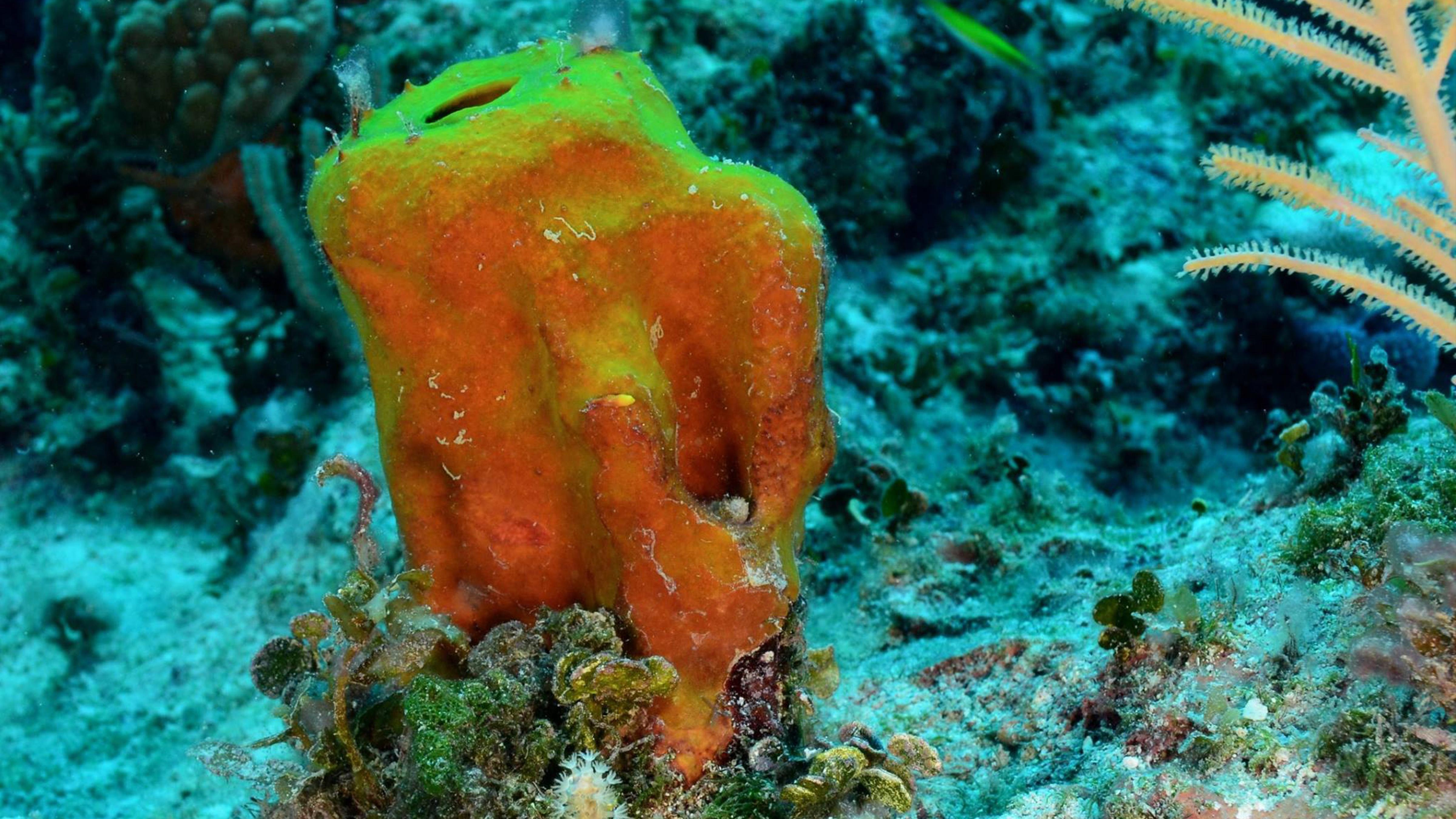 Sponges Oldest Creatures in the Sea?